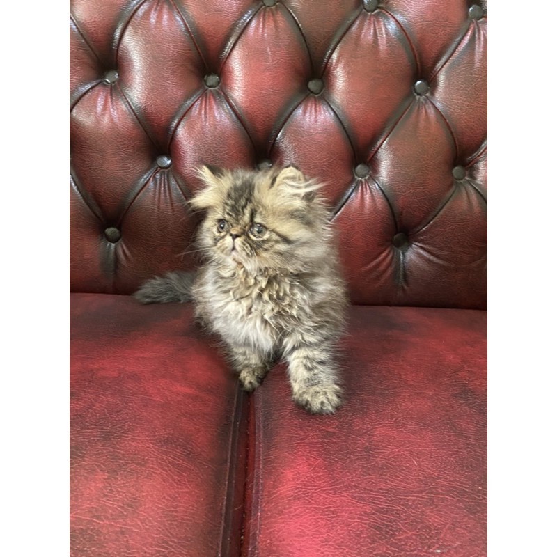 Kucing Persia Jantan Peaknose Longhair 2.5 Bulan Sehat