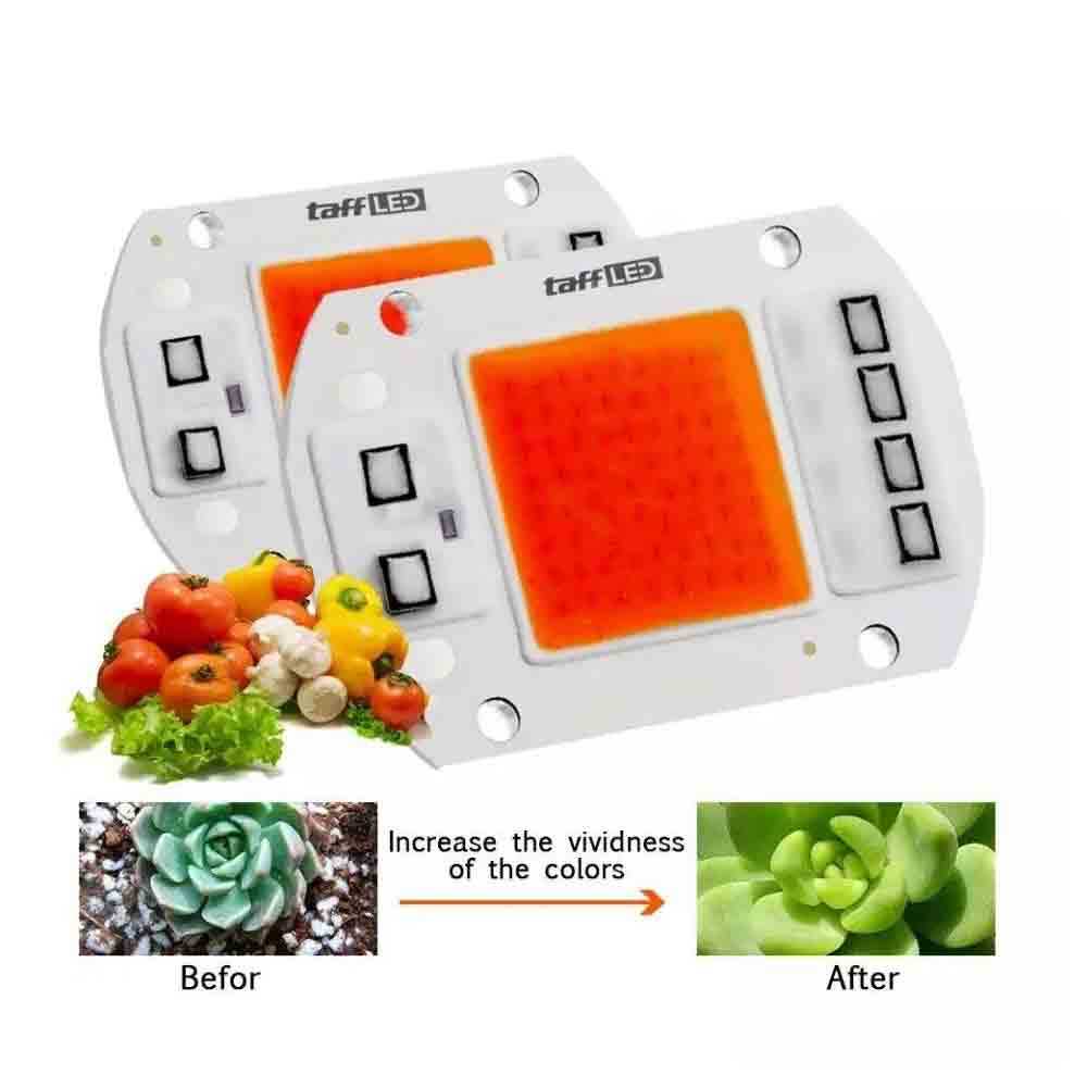LED Chip Grow Light 50W 220V AC Lampu Tanaman 1400K Ungu Emitter Module Pertanian Pertumbuhan Taffle