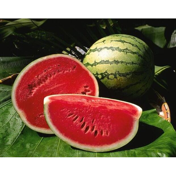 30 BUTIR BIJI/BENIH SEMANGKA BULAT MERAH MADE