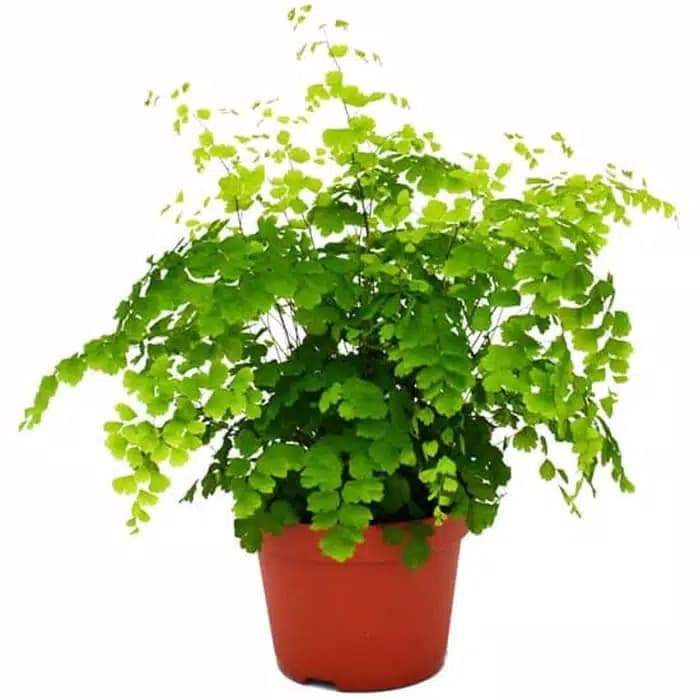 Tanaman Hias Outdoor - Tanaman Suplir - Tanaman Indoor - TANAMAN HIAS HIDUP - BUNGA HIDUP - BUNGA HI