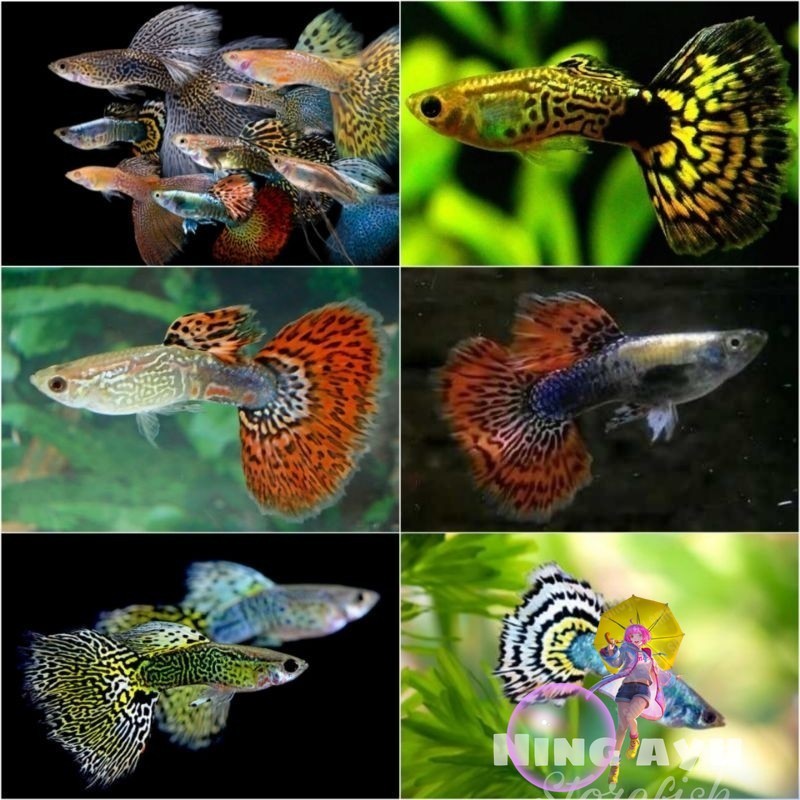 paket 10 ekor gupi gupy cobra/dragon kualitas terbaik store guppy