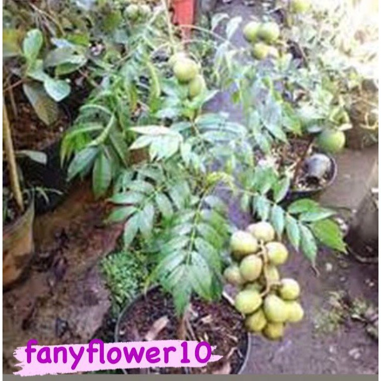 Bibit buah kedondong | Berbuah di dalam Pot | Bibit Cangkok | jaminan cepat Berbuah