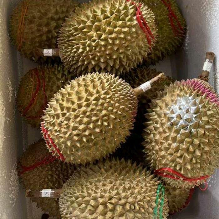 Durian musangking nitro utuh 1 pcs