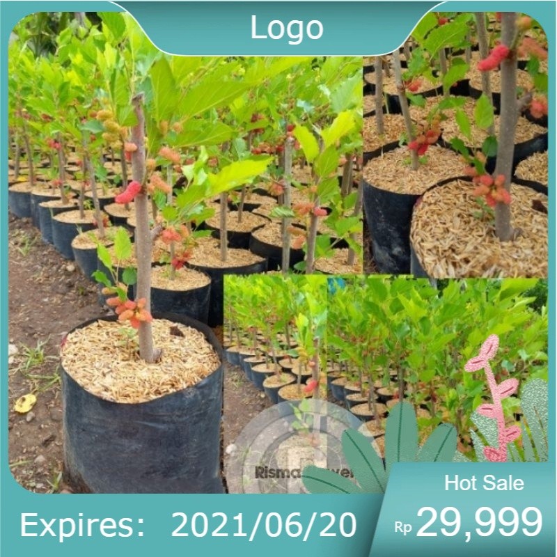 Tanaman pohon buah murbei sudah berbuah ( pohon murbei sudah berbuah ) - mullbery sudah berbuah