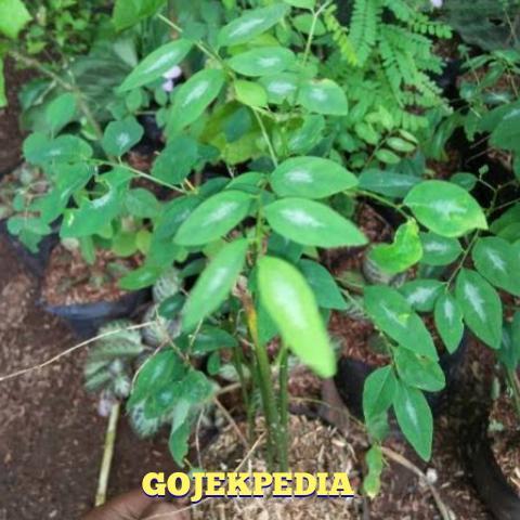 Bibit Daun Katuk Bibit Katuk Memperbanyak ASI Pohon Katuk Tanaman