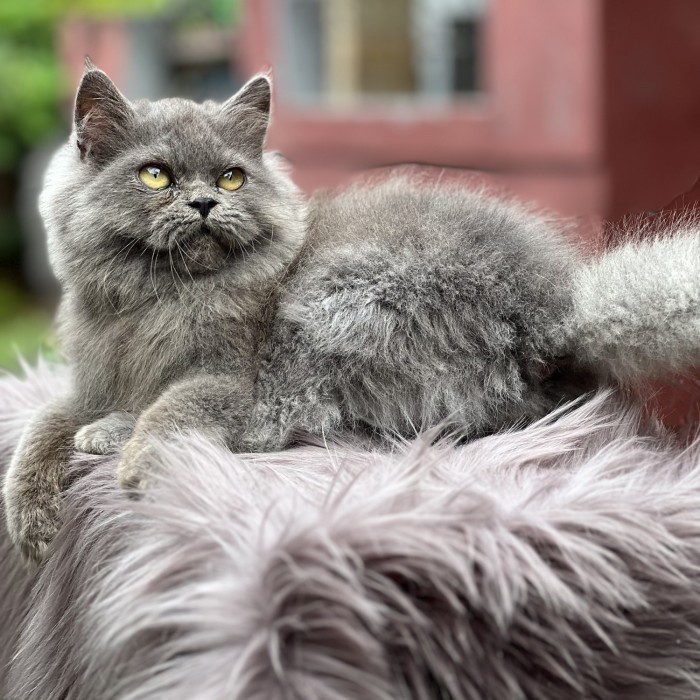 Garukanku Anak Kucing Kucing Persia Betina Super Gondrong