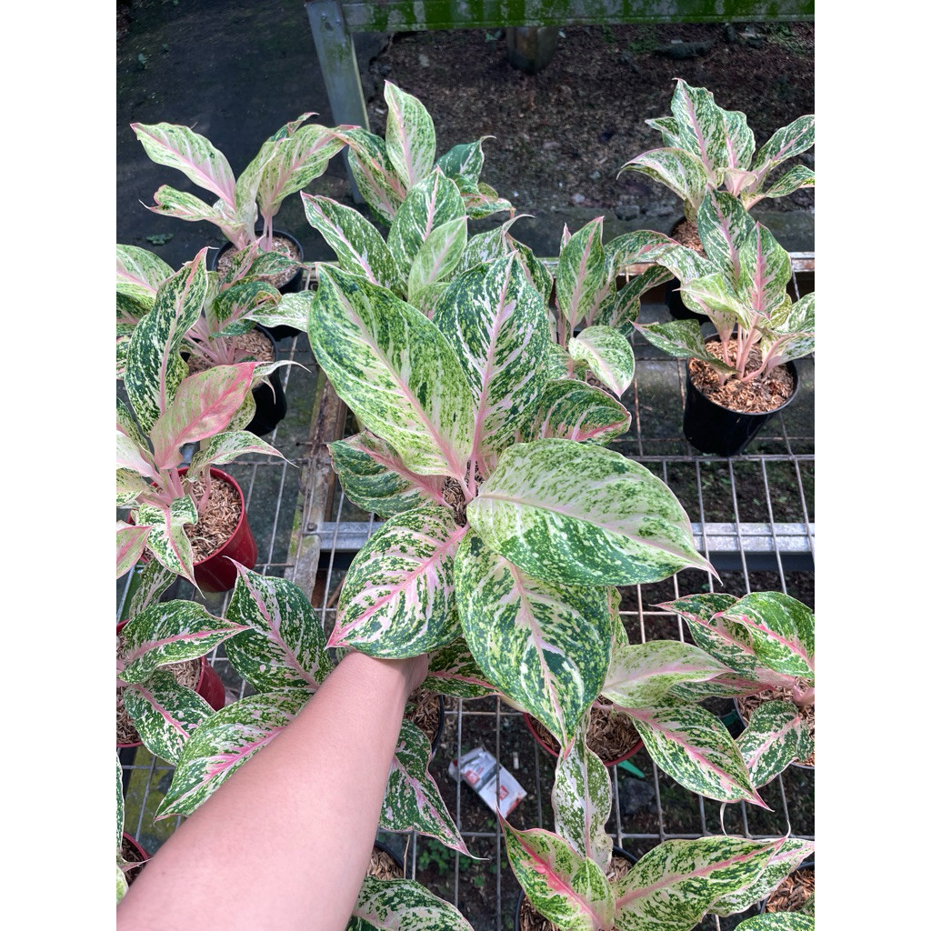 Aglonema Bidadari Tanian Lokal remaja