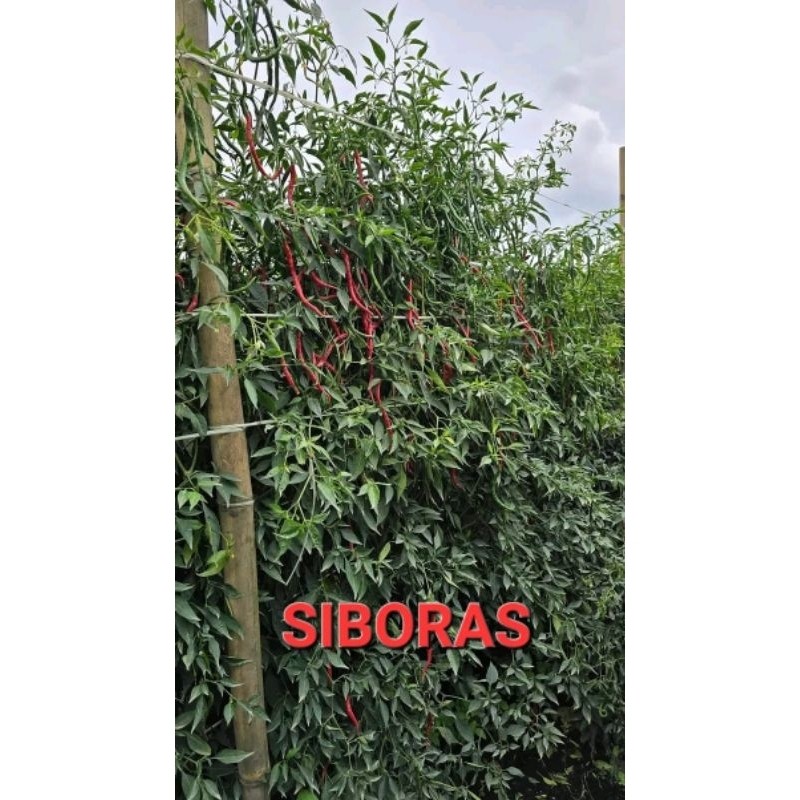 SALE[COD] Bibit/benih cabe lokal siboras 20gTERMURAH