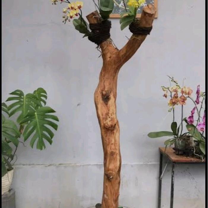 bonggol kayu kopi/media tempel anggrek/tinggi 120cm/sudah pake pot coran/redii siap kirim .