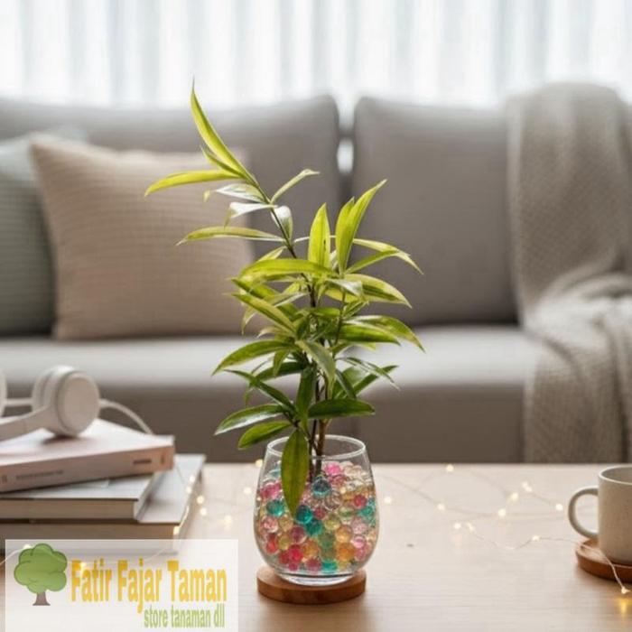Paket murah hiasan dalam ruangan tanaman hidup drasena golden + pot bunga kaca + hydrogel + tatakan 