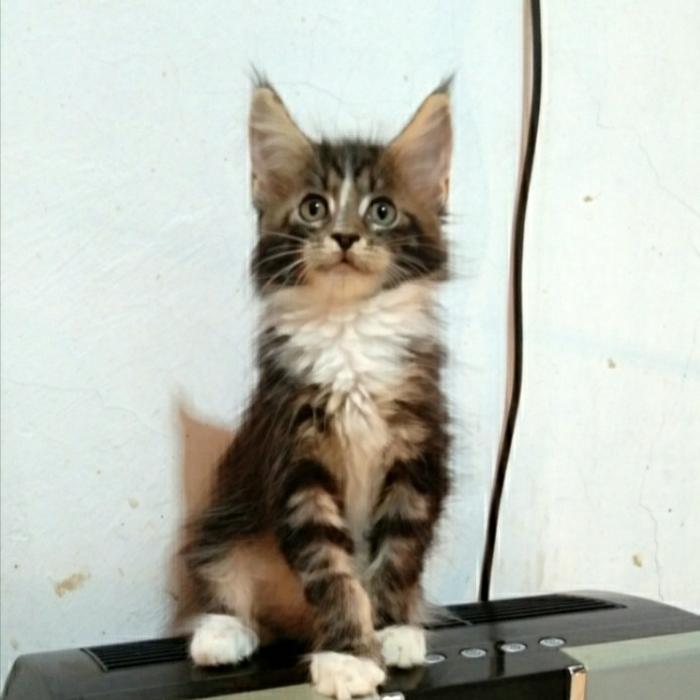 Kucing MaineCoon Asli bukan mix GARANSI. Line Ped CFA Maine Coon