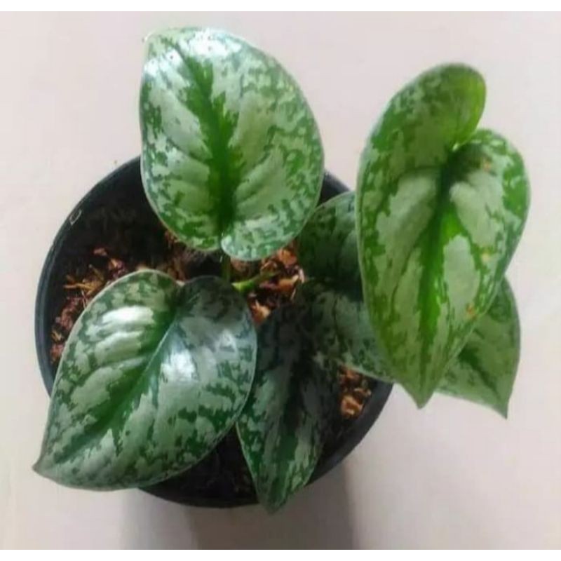 tanaman hias sirih silver/sirih silver