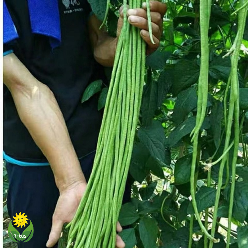 ready stock ( 20 Biji ) Benih kacang panjang pertiwi | kacang panjang biji merah putih | REPACK Beni