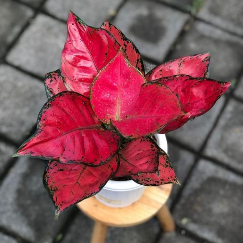 BIBIT TANAMAN HIAS AGLONEMA RED ANJAMANI/ANAKAN RED ANJAMANI DAUN 3-4