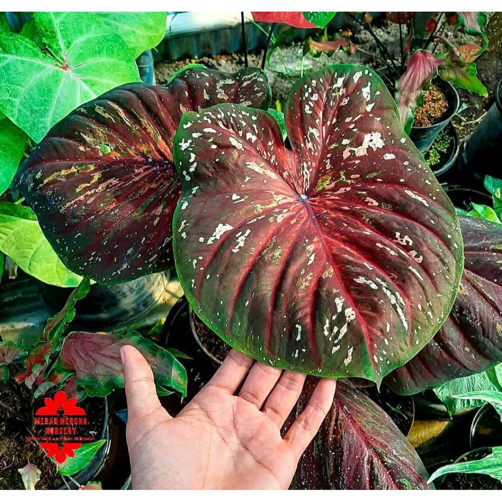 Umbi Caladium Doreng - keladi hias hybrid import