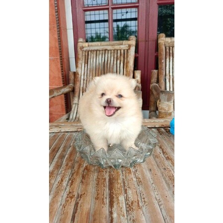 Anakan Anjing Super Mini Pom Stambum Betina