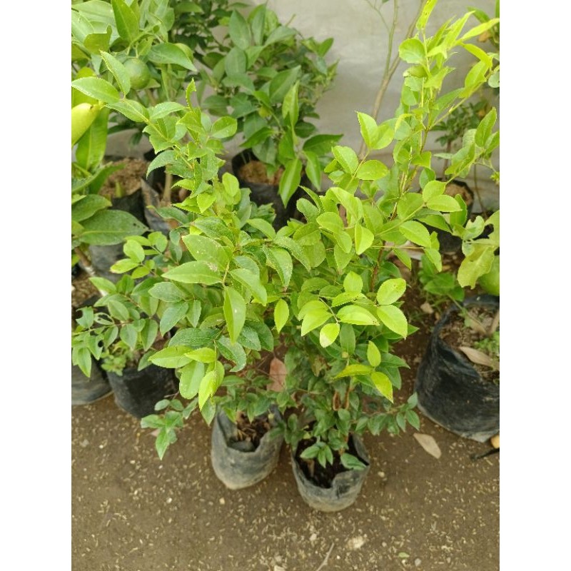 BIBIT ANGGUR BRAZIL HASIL CANGKOK SIAP BERBUAH