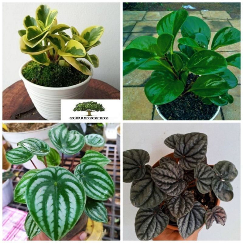 ( BISA COD) promo paket 4 tanaman peperomia peperomia watermelon peperomia hijau peperomia variegata