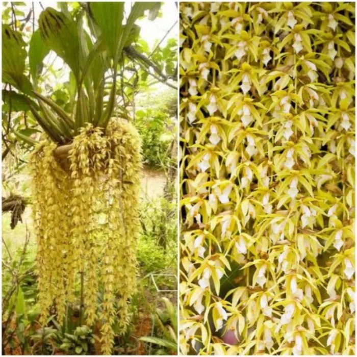 anggrek coelogyne rhocusenii