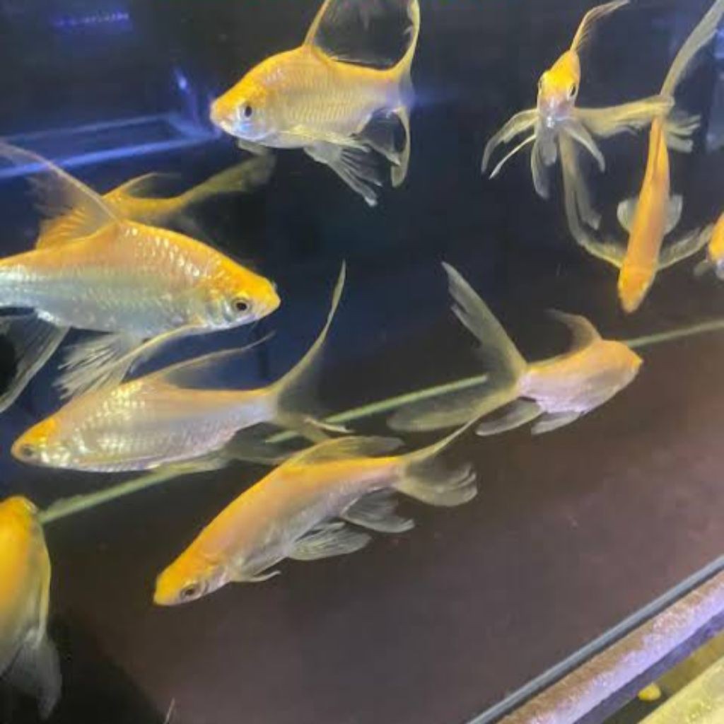 Kapiat Kaviat Slayer ( ISI 3 )Gondrong 8-10 cm Hiasan Dekorasi Aquarium Cantik