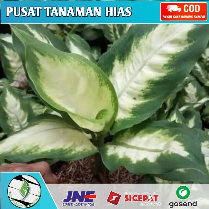tanaman hias aglonema tisu putih