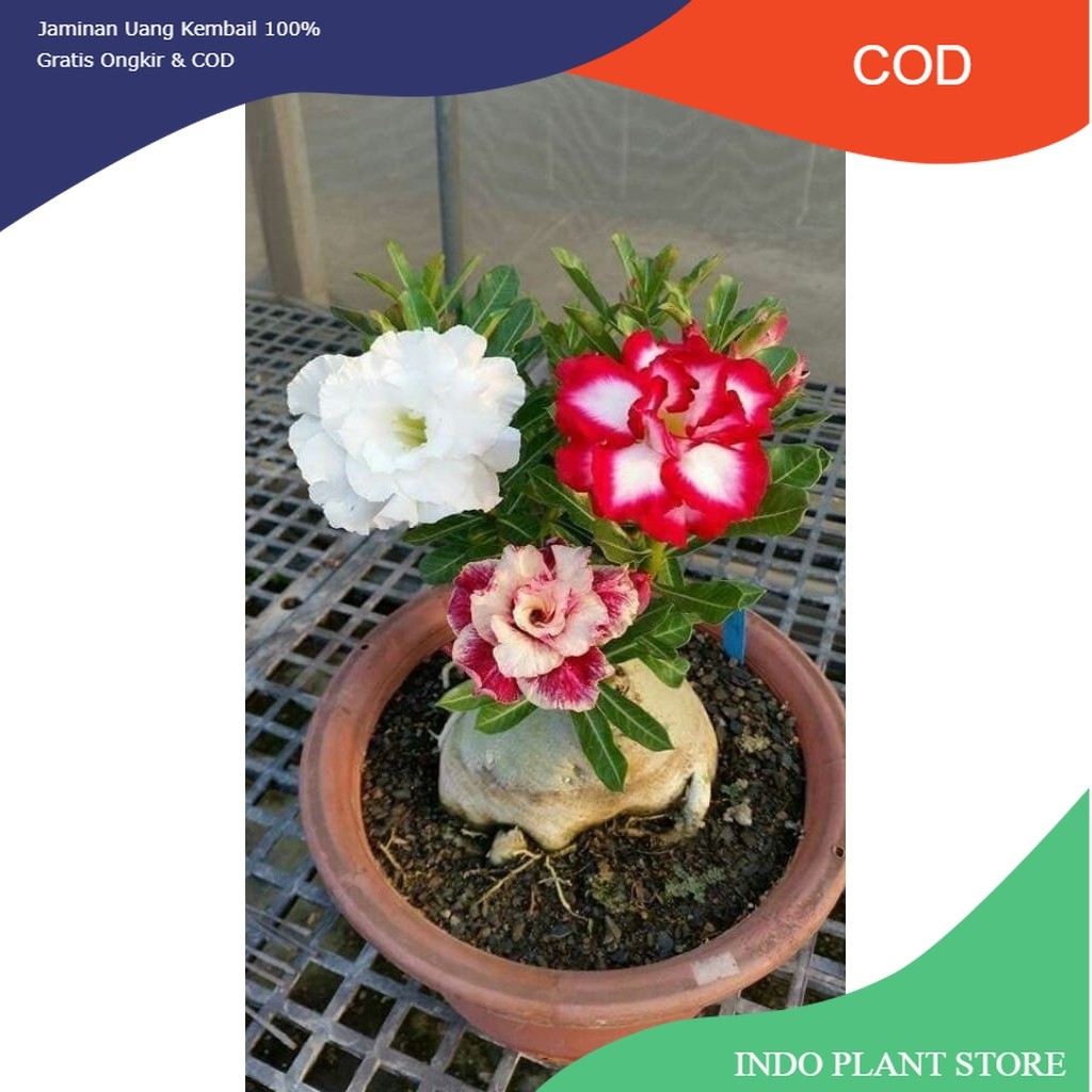 ( BISA COD ) TERMURAH Tanaman Hias Bunga Adenium Obesum Bunga Tumpuk 3 Warna - Adenium Kamboja Jepan
