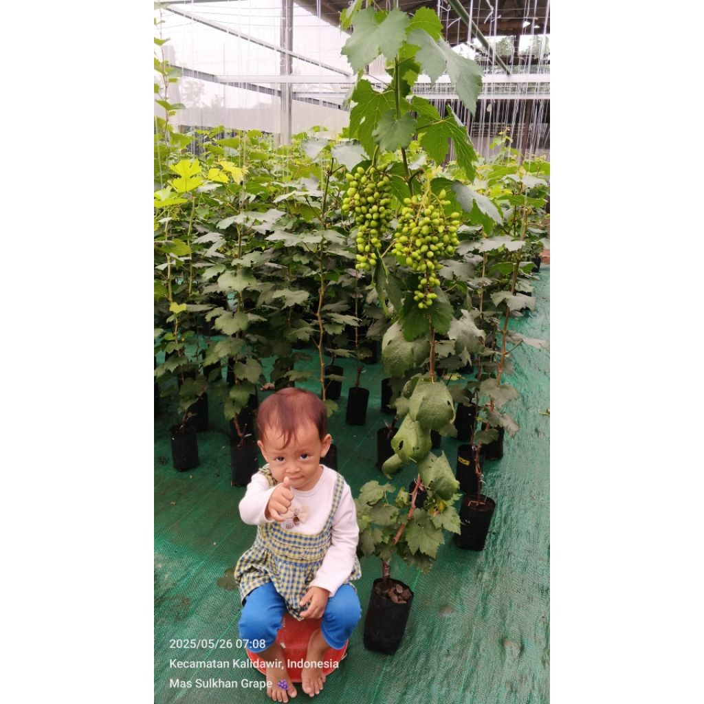 Ab Mix Mas Sulkhan 5 LITER