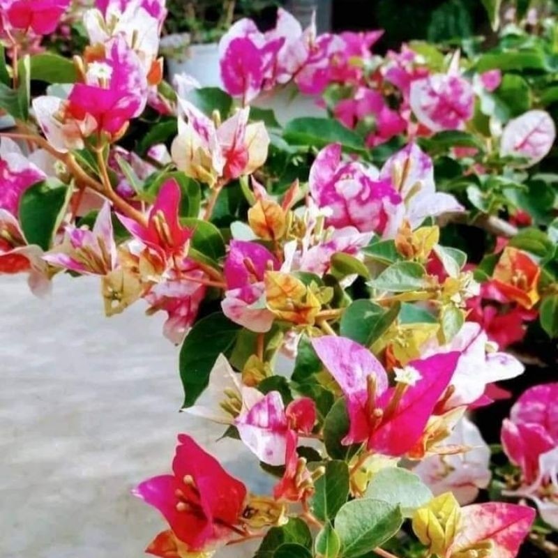 NEW BOUGENVILLE JENIS GOLDEN RAO BIBIT ORI