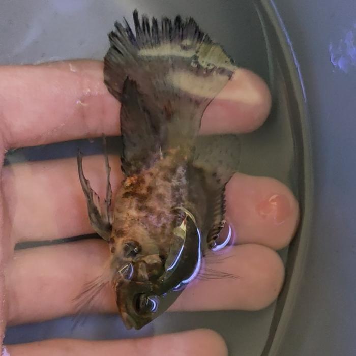 Promo IKAN OSCAR LONGFIN IMPORT TIGER SLAYER IKAN HIAS TANKMATE Terlaris