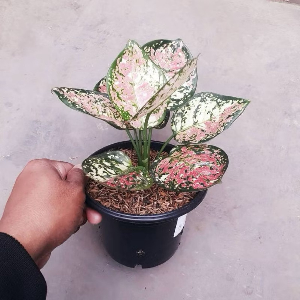 bibit bonggol Aglonema tricolor