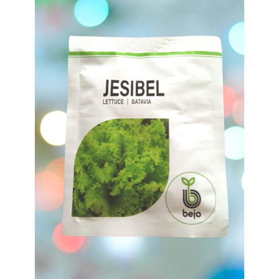 Benih Selada Batavia Jesibel 1000 Pills BejoSeed
