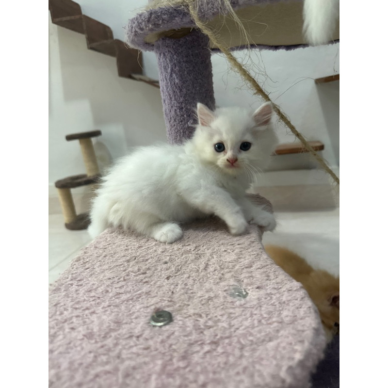 kucing kitten persia mix mainecoon betina white solid 2 bulan