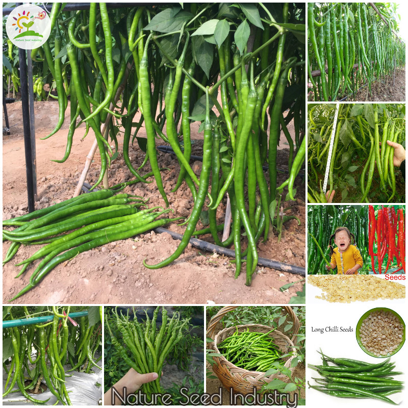 50 butir Benih Cabe Merah Keriting Tinggi 2 meter Benih Cabai Keriting Ritcha, Benih Unggul Cabe Ker
