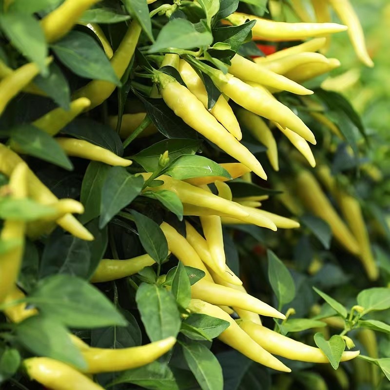 Mudah ditanam ( 50 biji ) biji benih cabe rawit ORI 212 unggul Tahan Virus lokal mudah tumbuh