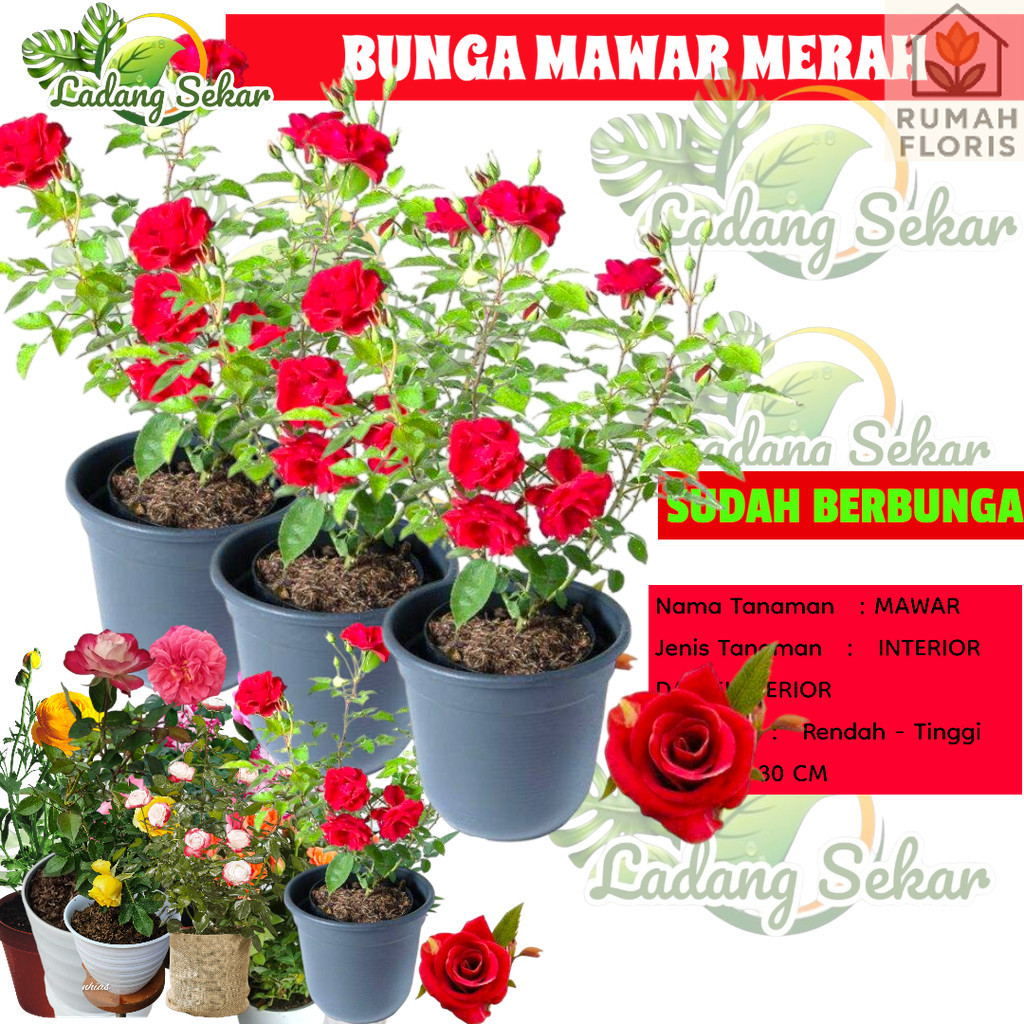 BUNGA MAWAR MERAH HIDUP Tanaman Hias Hidup Bunga Mawar Merah Tanpa Duri RUMAH FLORIST