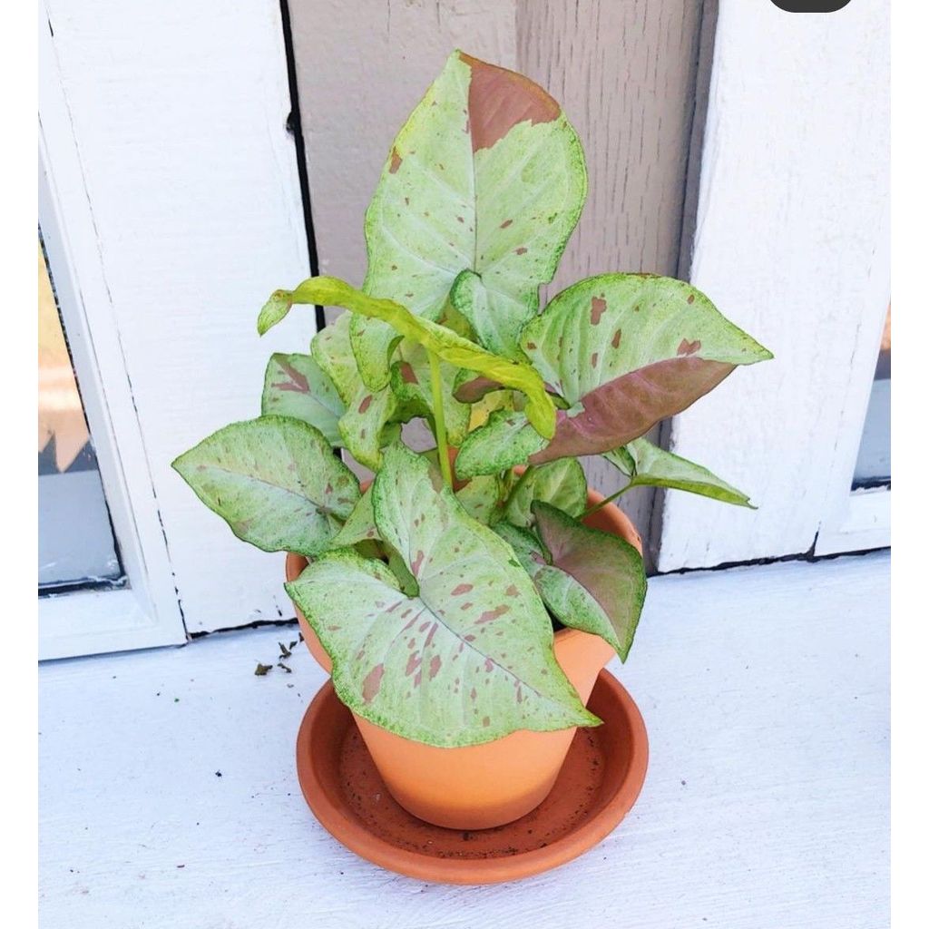 promo cutting sygonium coffety / sygonium cofeti