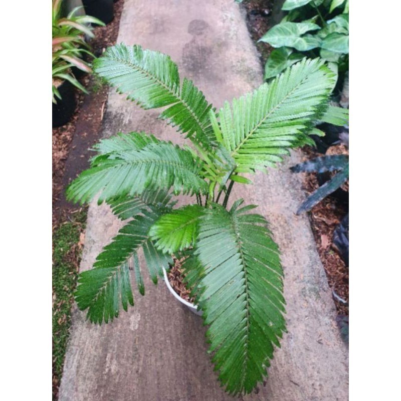 Tanaman hias Palem rotan - Palem mini - rotan hias - jernang hias ..
