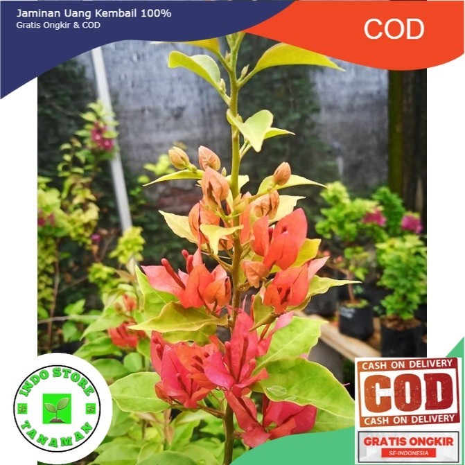 TERLARIS 11.11 !!!! Tanaman Hias Bougenville Ekor Musang Merah (COD)