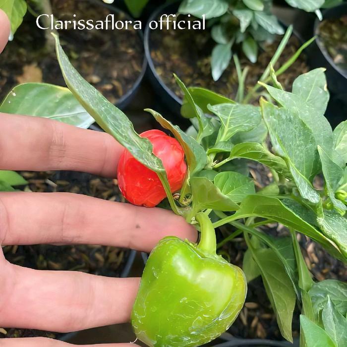 Tanaman cabe / cabai paprika Mexico ( sudah jadi pohon ) bukan benih