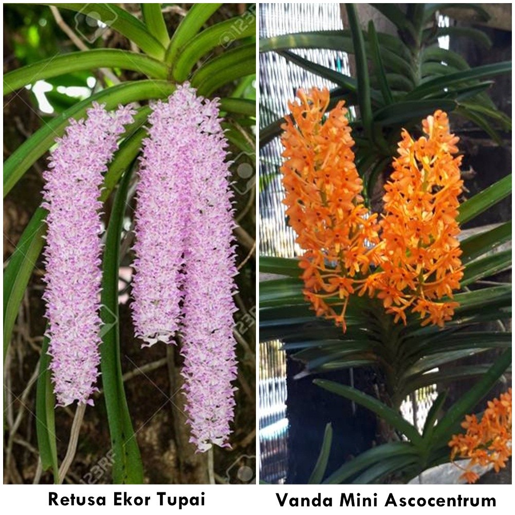 PAKET 2 ANGGREK EKOR TUPAI DAN ANGGREK VANDA TRICOLOR .