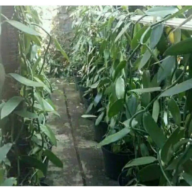 BIBIT UNGGUL TANAMAN VANILI PLANIFOLIA-BIBIT STEK UNGGUL