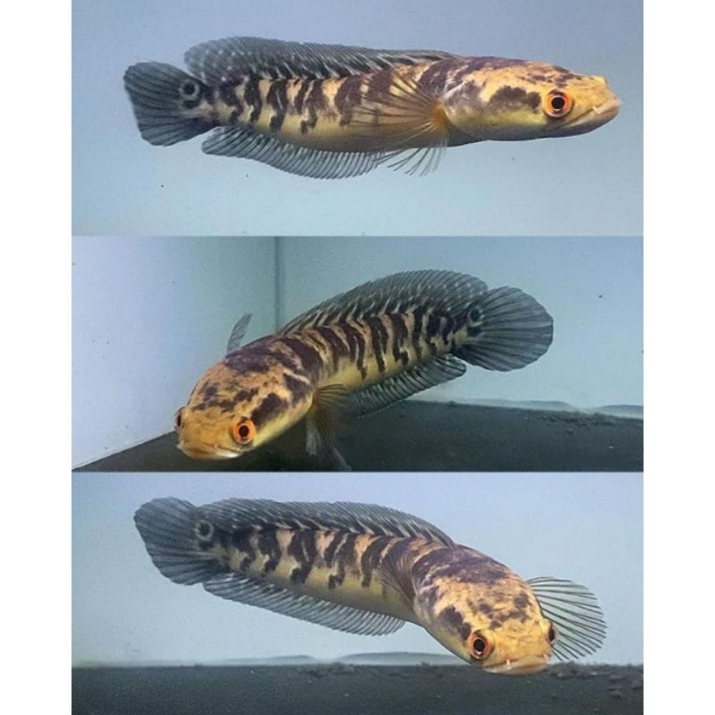 canah maru YS tebal cabung 8-9 cm maruliodes yellow