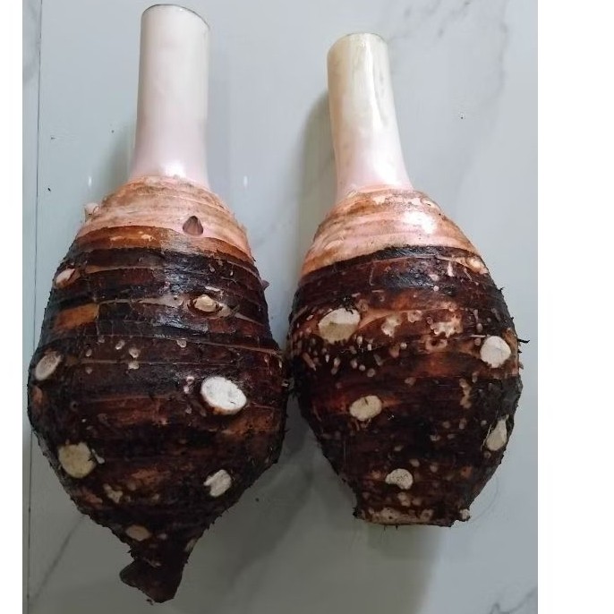 talas bogor / talas pratama 1 / talas jumbo / talas ketan pulen legit