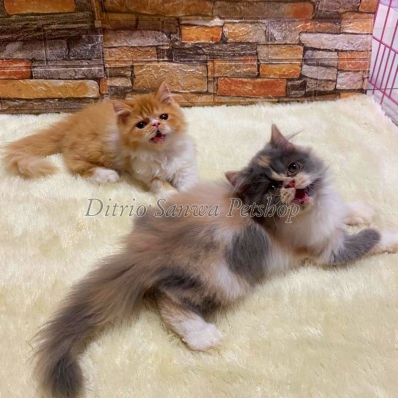 Anakan Kucing Persia Flatnose | Kitten Persia Flatnose.