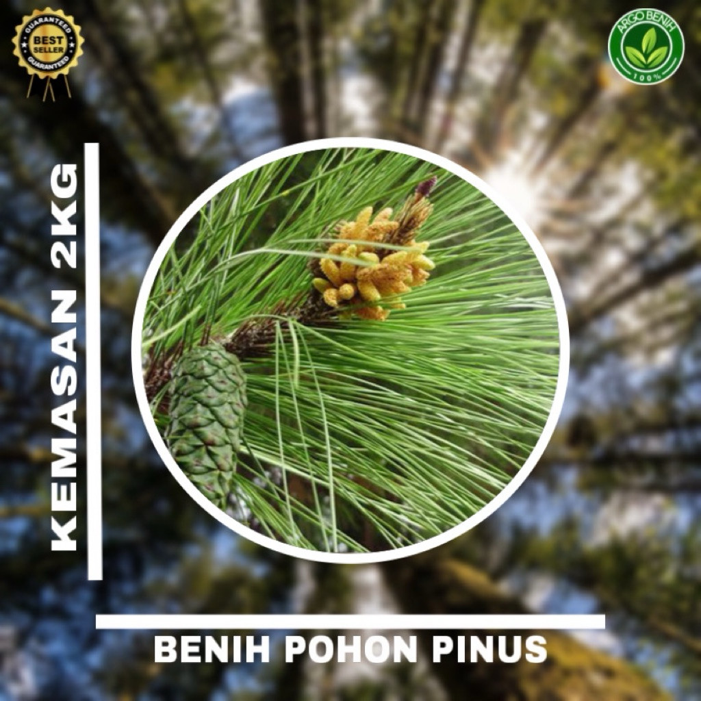 Benih Biji Pohon Pinus Merkusii 2kg siap semai Biji Tanaman Pinus Merkusii - BONUS 200 GRAM