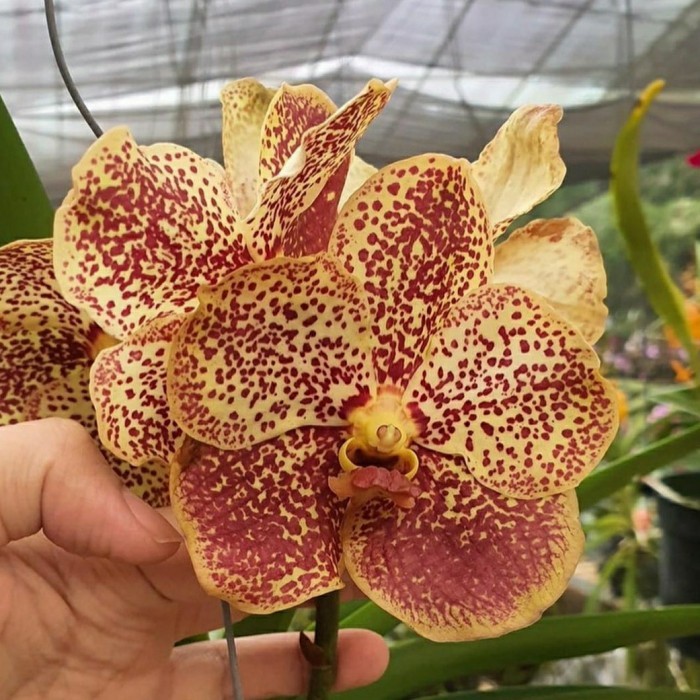 tanaman anggrek bulan spike jumbo hybird spike murah