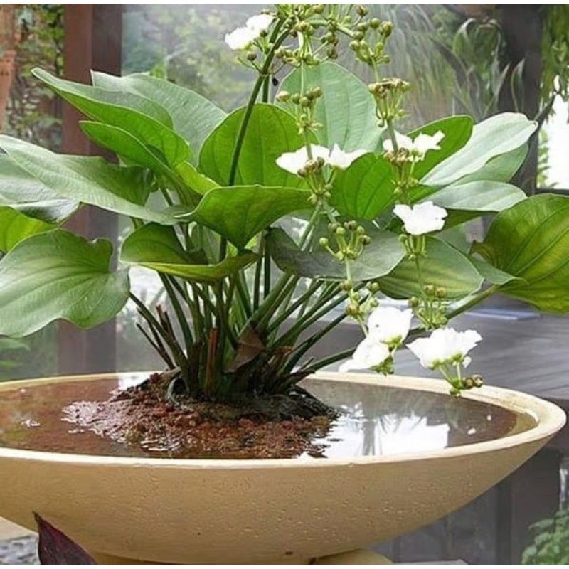 TANAMAN HIAS MELATI AIR - TANAMAN HIAS BUNGA TANAMAN AIR OUTDOOR