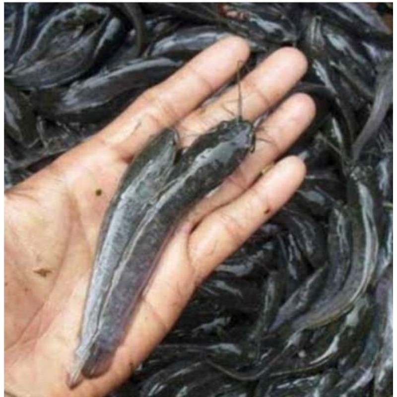 fujayaco - Bibit Lele Sankuriang Ukuran 11-12cm Sehat