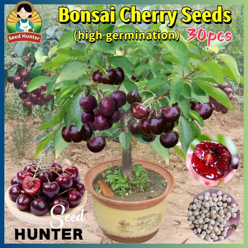 Dikirimkan di hari yang sama- Premium benih(-+20 Butir) Biji Benih Buah Cherry Hitam Impor