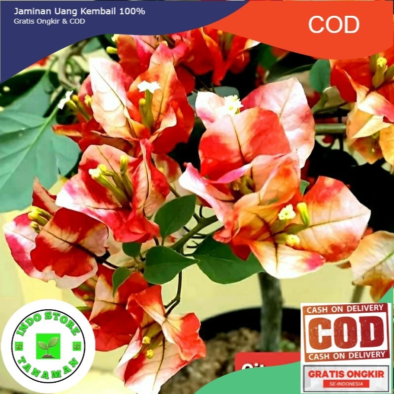 TERLARIS 11.11 Bunga Bougenville Citra Monduring Merah Cimon (COD)